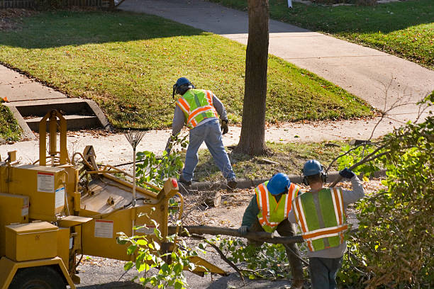 Best Tree Care Services  in Mountain Green, UT